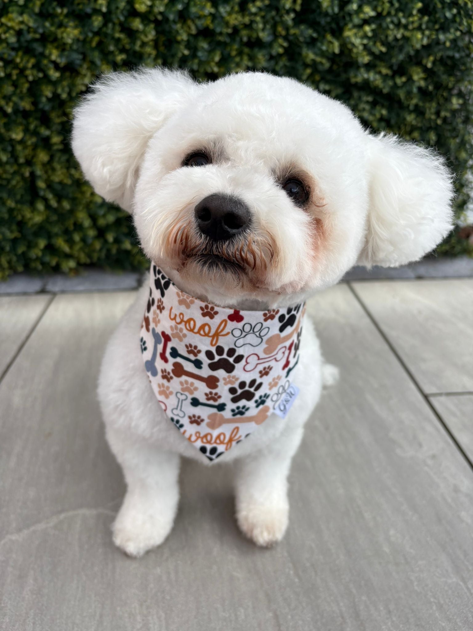 Dog Bandanas