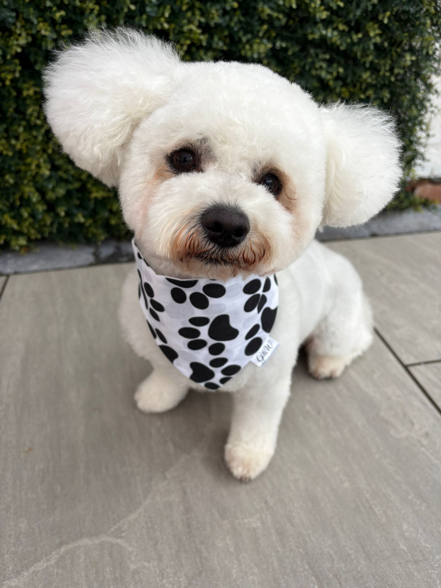 Dog Bandanas