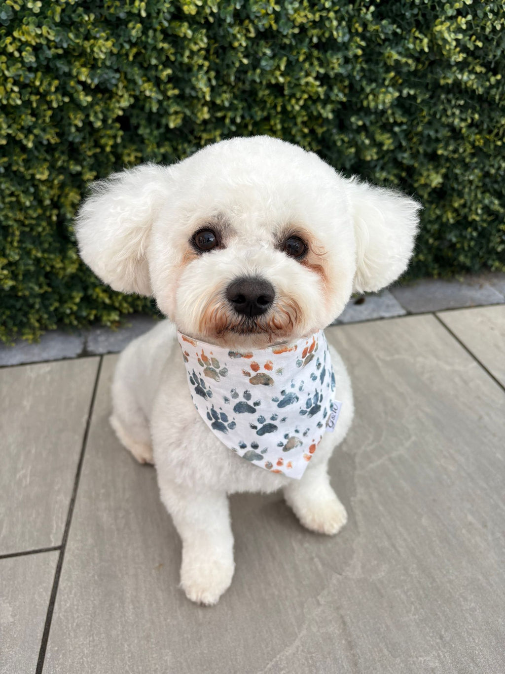 Dog Bandanas