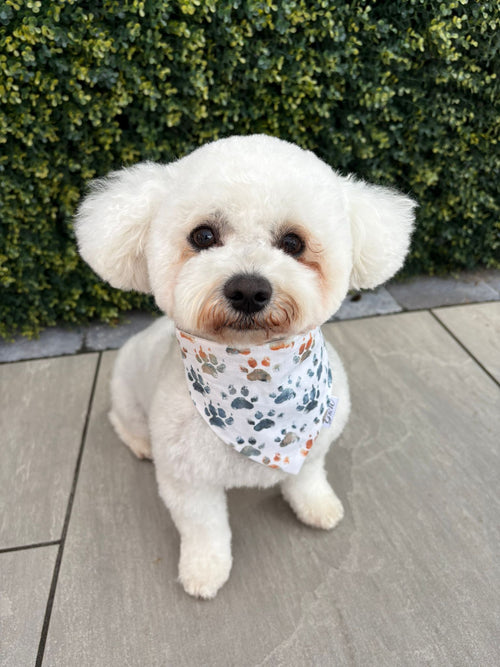 Dog Bandanas